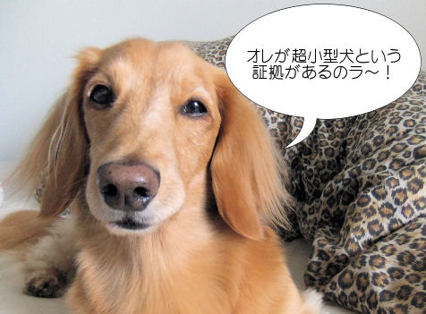 コハチは超小型犬 の巻_f0085443_21393646.jpg