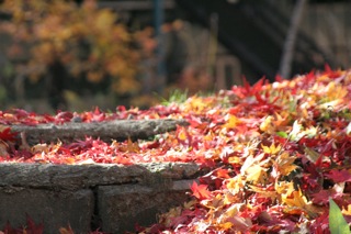 紅葉のピーク!_d0158149_18343744.jpg