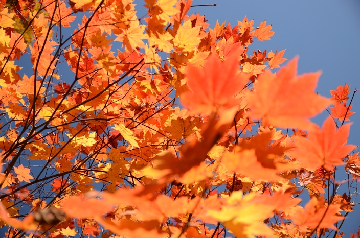 20121020 紅葉 大日平 富山県中新川郡立山町芦峅寺 1/4_a0263952_18343950.jpg