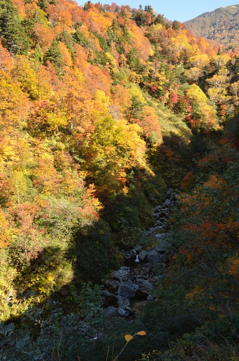 20121020 紅葉 大日平 富山県中新川郡立山町芦峅寺 1/4_a0263952_18345146.jpg