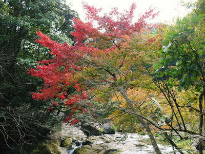 紅葉の季節ですが、7.12北部九州大水害の復旧は・・・_a0254656_2154688.jpg