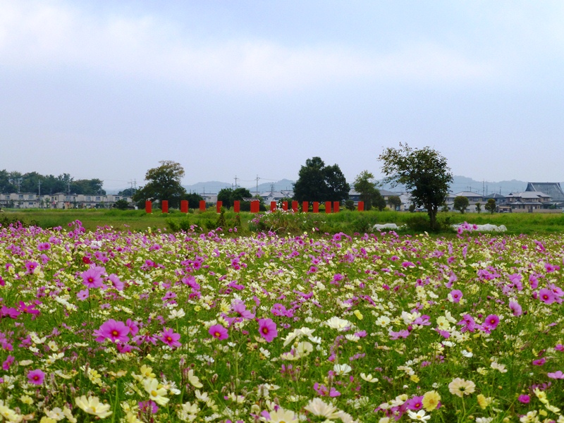 d0042474_1701830.jpg