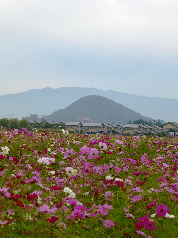 d0042474_1734026.jpg