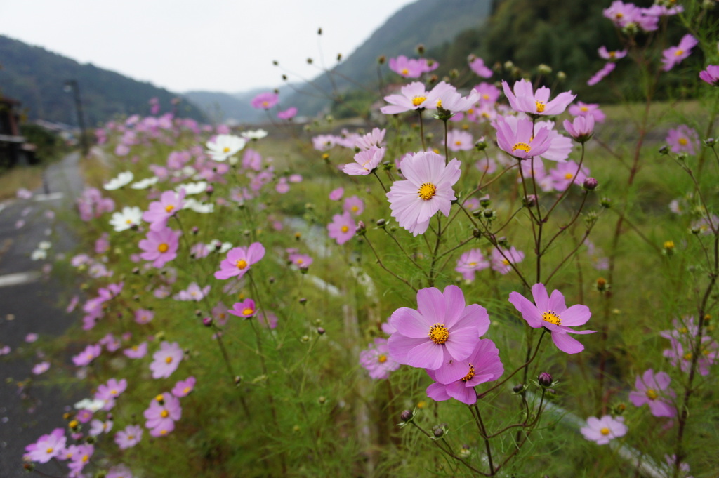 美味しい津和野、イノシシの「げんごろう」_c0180686_810056.jpg