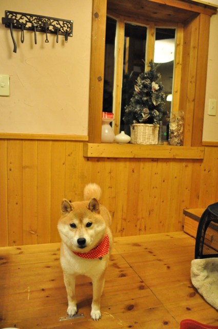 1/f のゆらぎ_a0126590_18144072.jpg