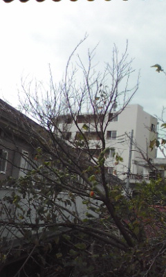 e0054290_21594975.jpg