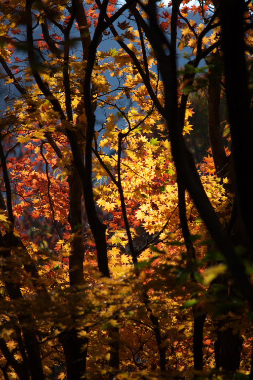 紅葉　九重～祖母～延岡_f0130601_18485728.jpg