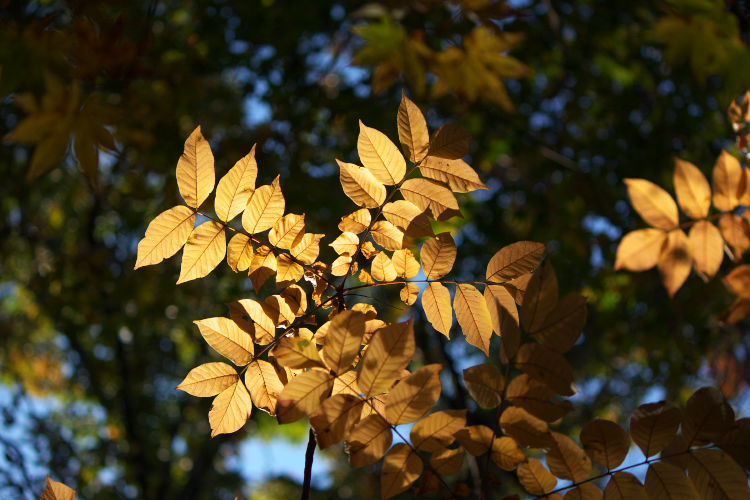 紅葉　九重～祖母～延岡_f0130601_18541646.jpg