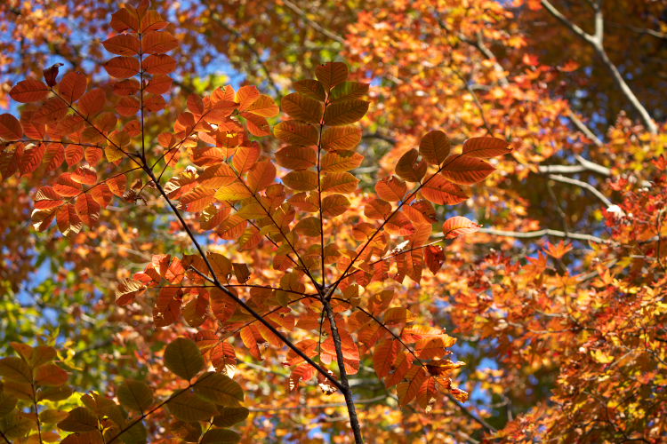 紅葉　九重～祖母～延岡_f0130601_1854587.jpg