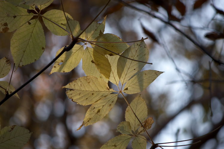 紅葉　九重～祖母～延岡_f0130601_18551117.jpg