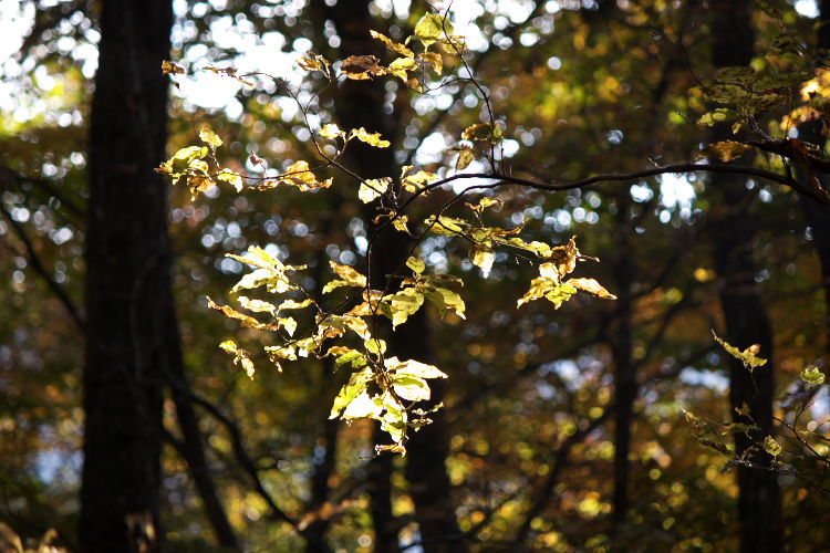 紅葉　九重～祖母～延岡_f0130601_18592857.jpg