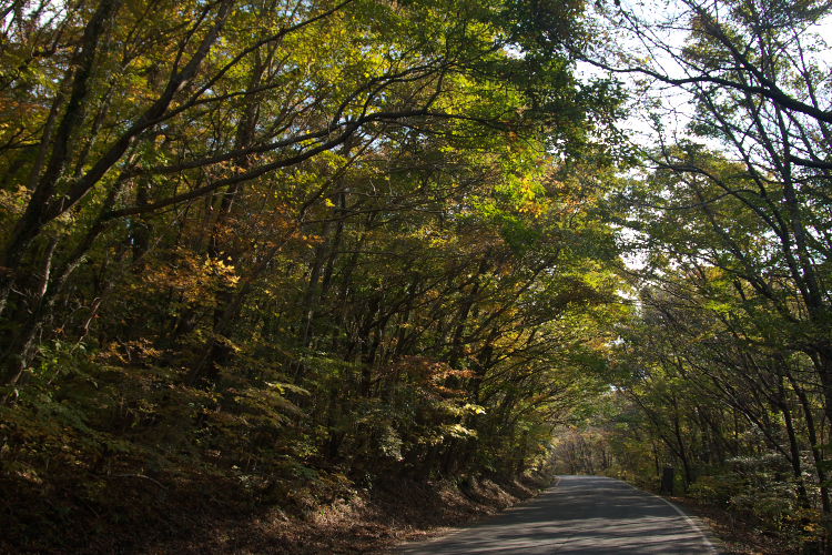 紅葉　九重～祖母～延岡_f0130601_190477.jpg