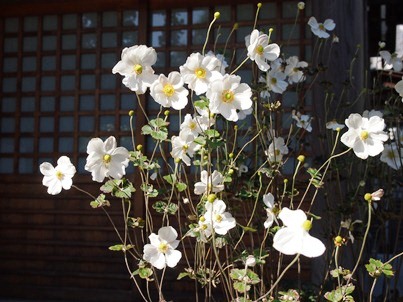 北鎌倉　円覚寺　塔頭・松嶺院(2012.11.04 part3)_e0245404_22594053.jpg