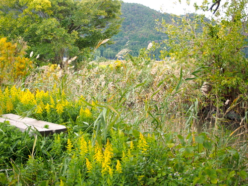 a0230008_157154.jpg