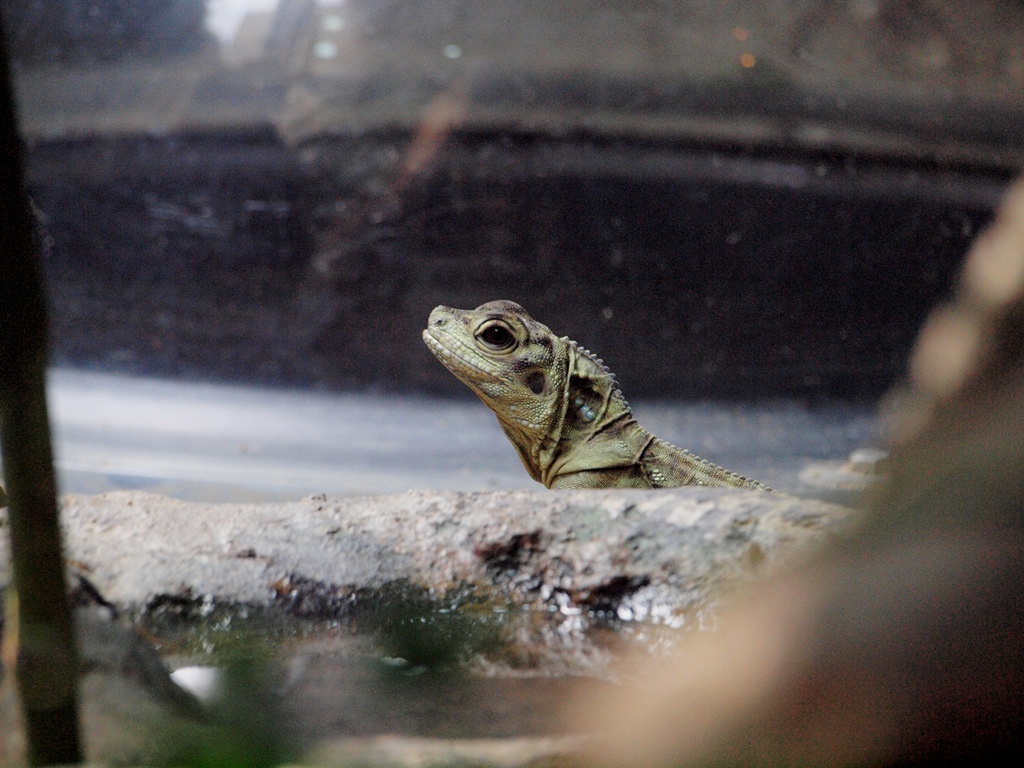 福岡市動物園_c0156313_1574221.jpg