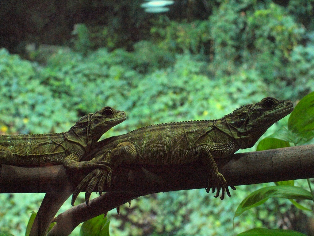 福岡市動物園_c0156313_1575354.jpg