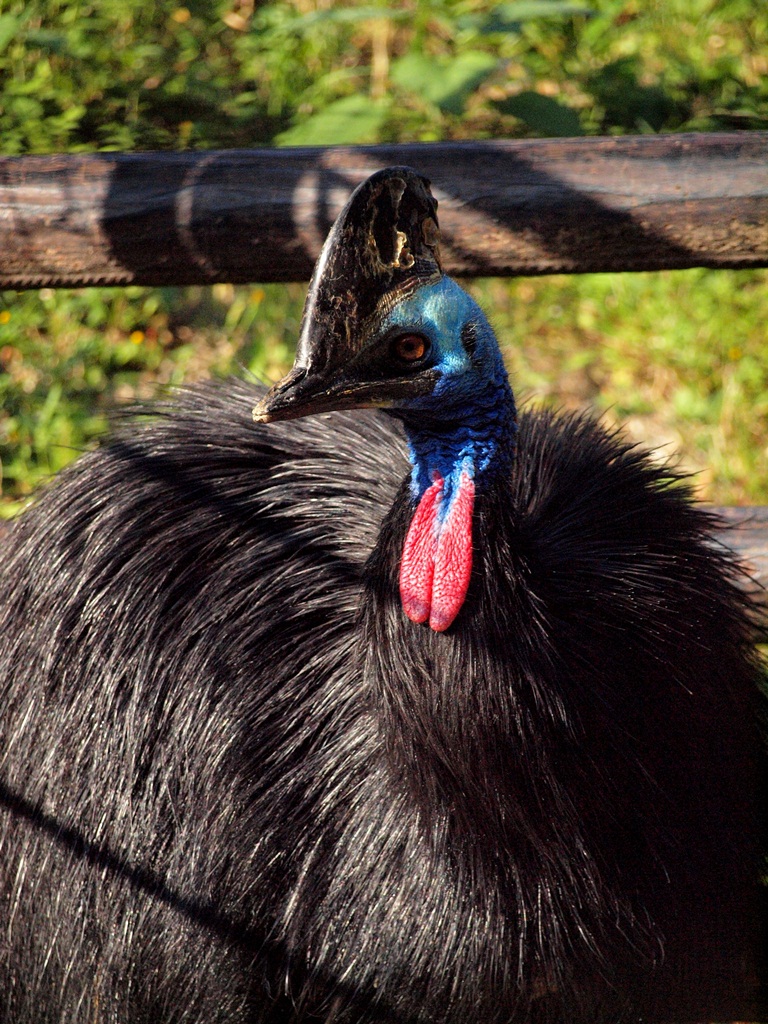 福岡市動物園_c0156313_1583593.jpg