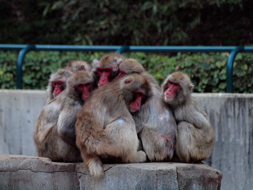 福岡市動物園_c0156313_1585638.jpg