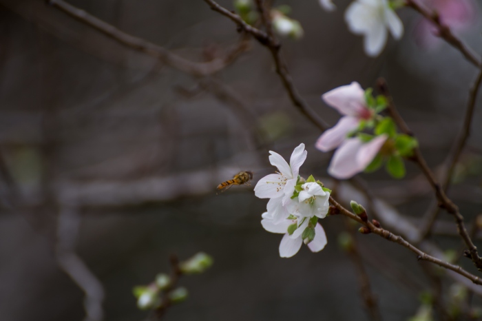 冬桜_f0173817_8173475.jpg