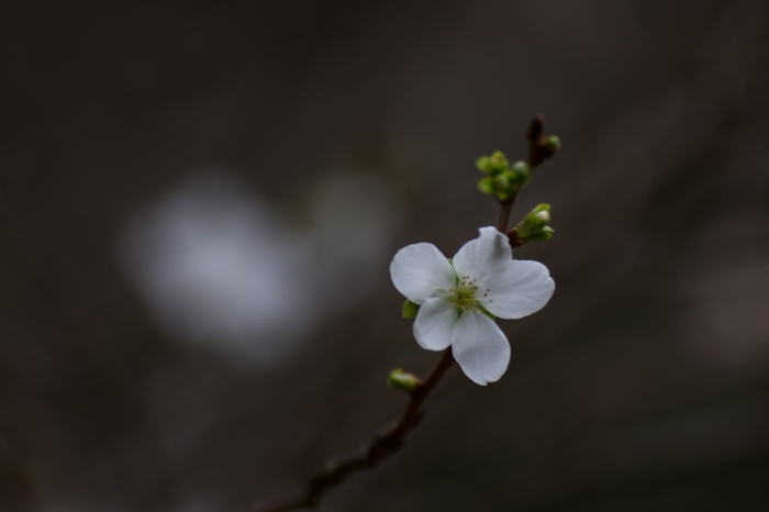 冬桜_f0173817_8175118.jpg