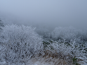 2012年11月03日（土）：草津白根山_b0032437_1642444.jpg