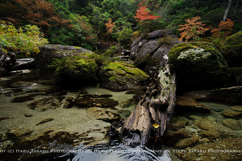 山では紅葉。川遡上!_b0186442_014739.jpg