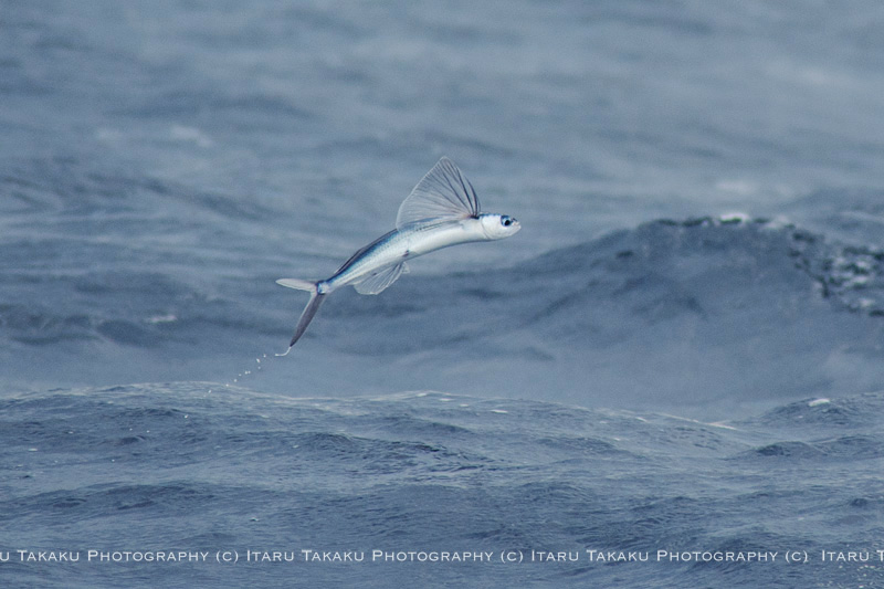 魚飛ぶ海 トビウオ トウザヨリ 屋久島ダイビング日記