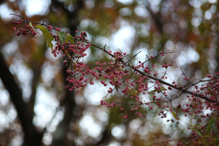 c0035245_03561.jpg