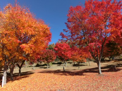 紅葉真っ盛り♪_f0019247_1655325.jpg