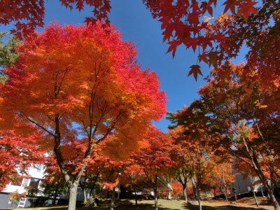 紅葉真っ盛り♪_f0019247_1655659.jpg