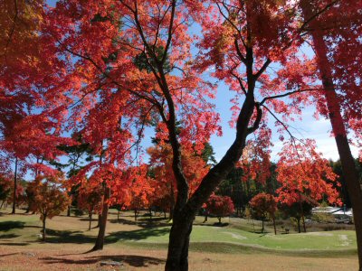 紅葉真っ盛り♪_f0019247_16561515.jpg