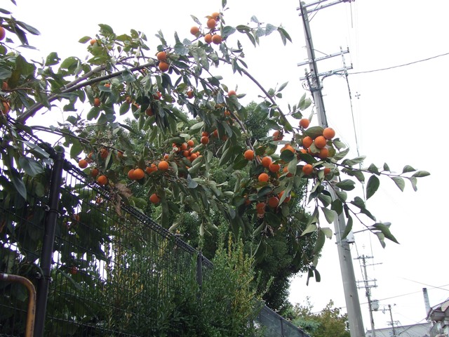 It\'s the season of persimmons_e0046748_13352720.jpg