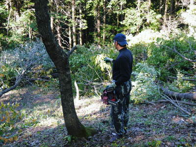 原木しいたけ 原木の伐採 その1_a0254656_17113295.jpg