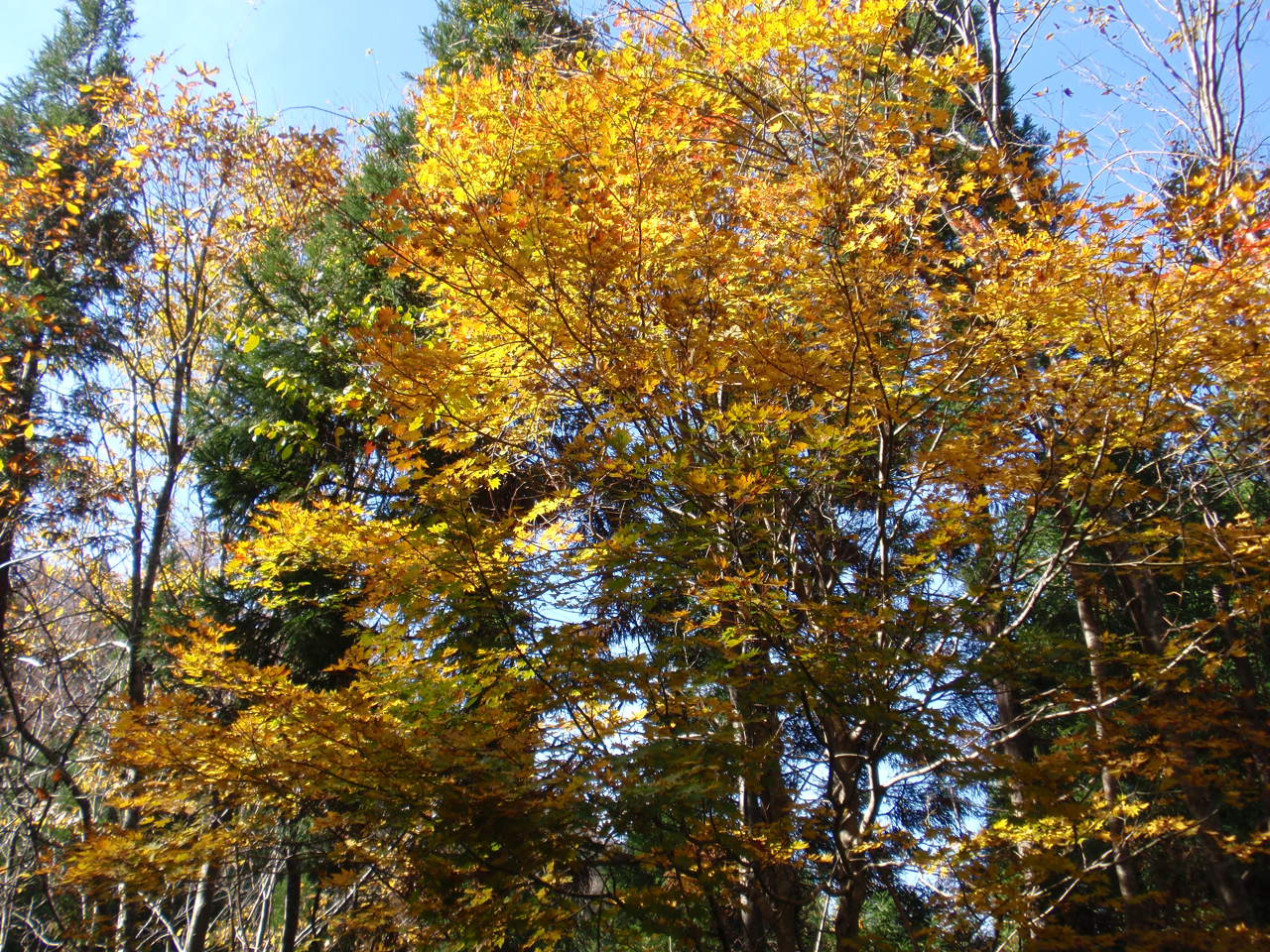 紅葉の恐羅漢山は大勢の登山者でにぎわいました。_e0148061_2139512.jpg