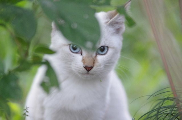 TAMRON SP AF 70-200mm F/2.8 Di LD [IF] (Model A01) 猫集会投入#photo #neko #cat #pentax _c0153764_1640465.jpg