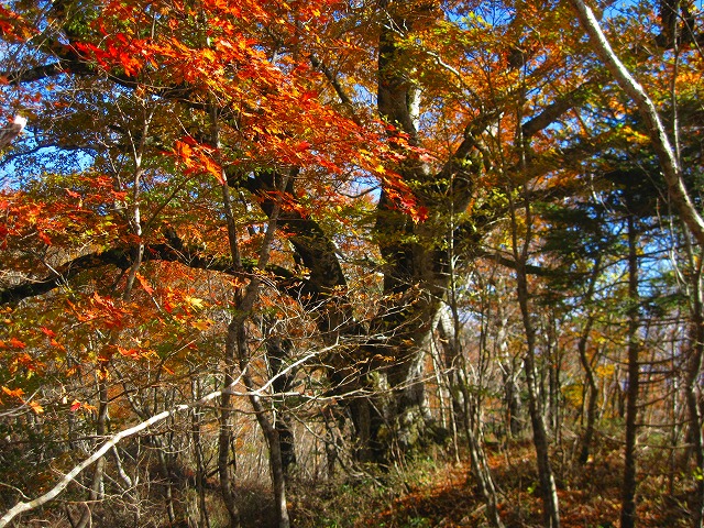 2012.11.2～3　落合峠キャンプ山行_c0219866_17533529.jpg