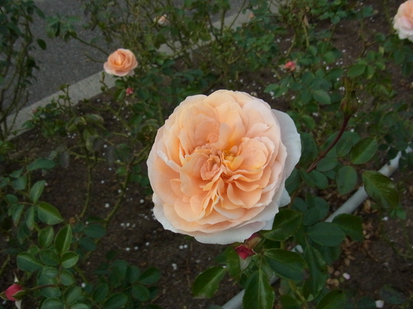 b0194267_19532722.jpg