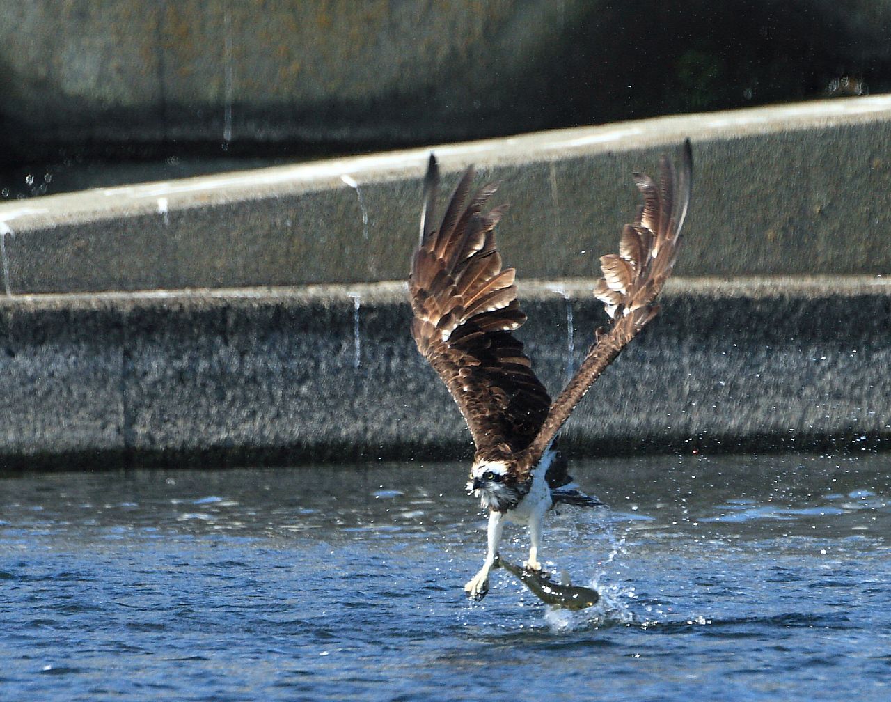 本日の相模川ミサゴ でかいボラを獲るが持ち上げられず失敗 Life With Birds 3
