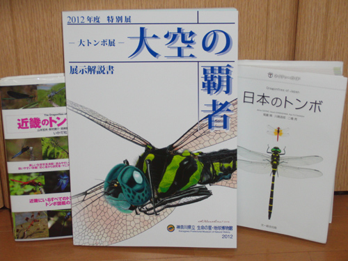 陽だまりの蝶_e0167571_19344158.jpg
