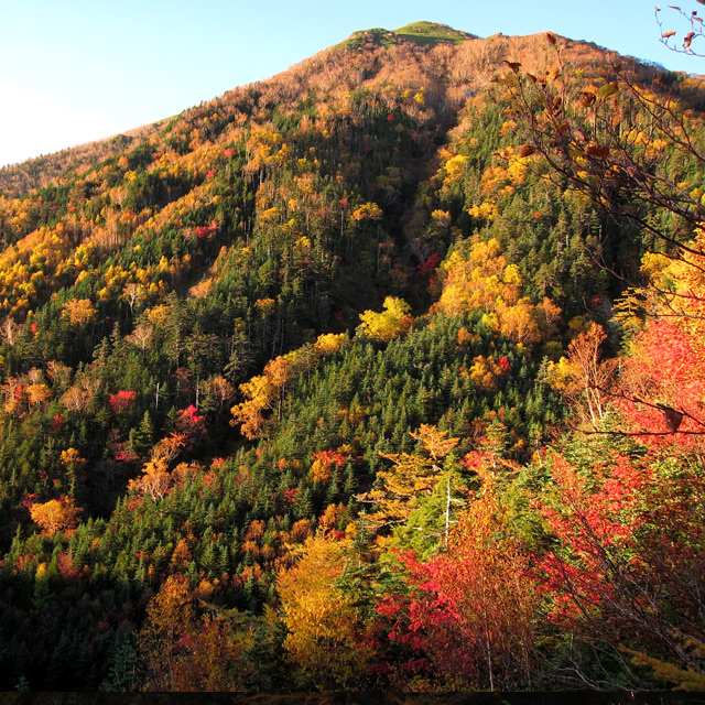 【 紅葉の鳳凰三山　その５　＝　テン場から５分で贅沢な朝の富士山を眺める♪ 】_f0202271_0153724.jpg