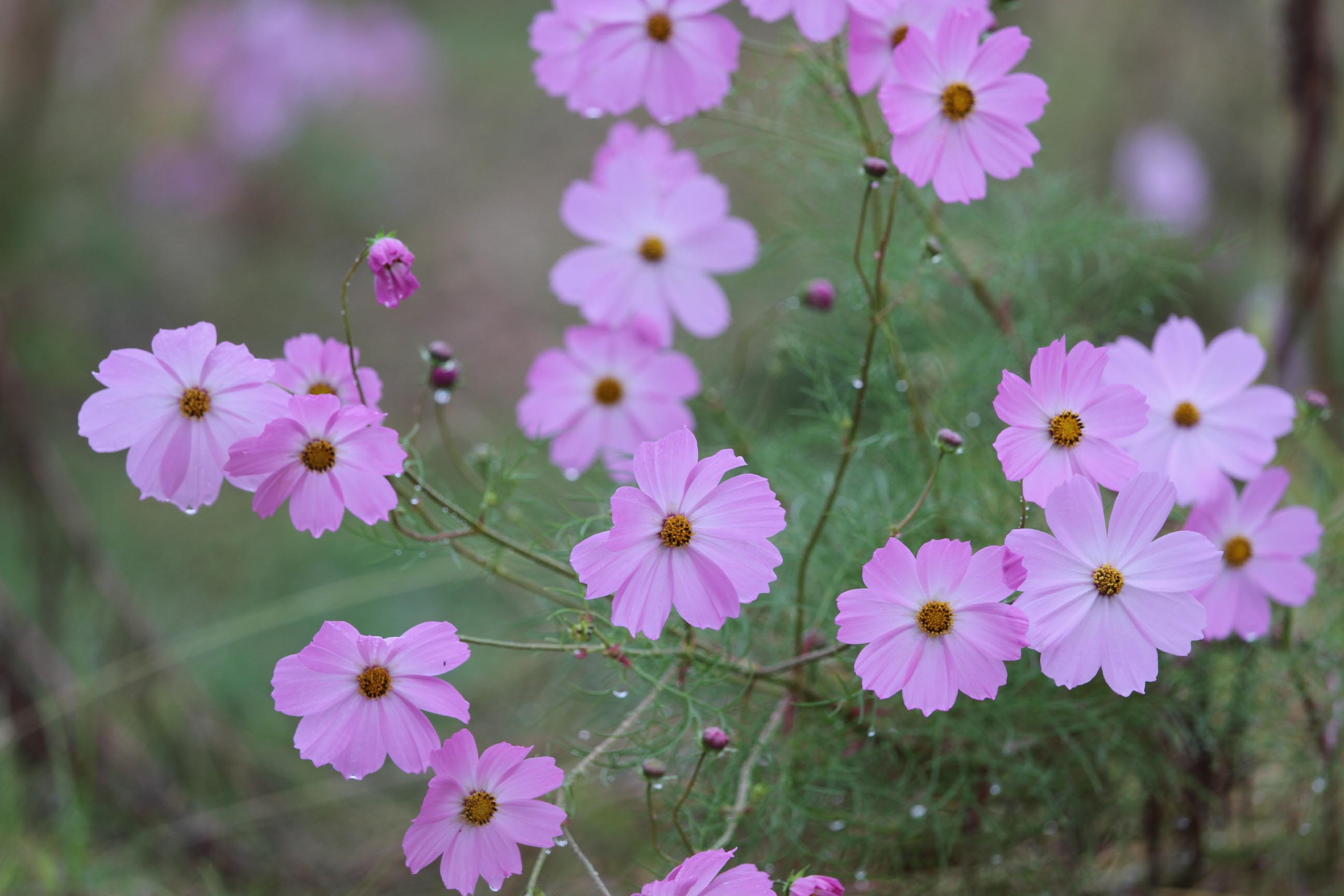 雨の日_a0050473_1927141.jpg