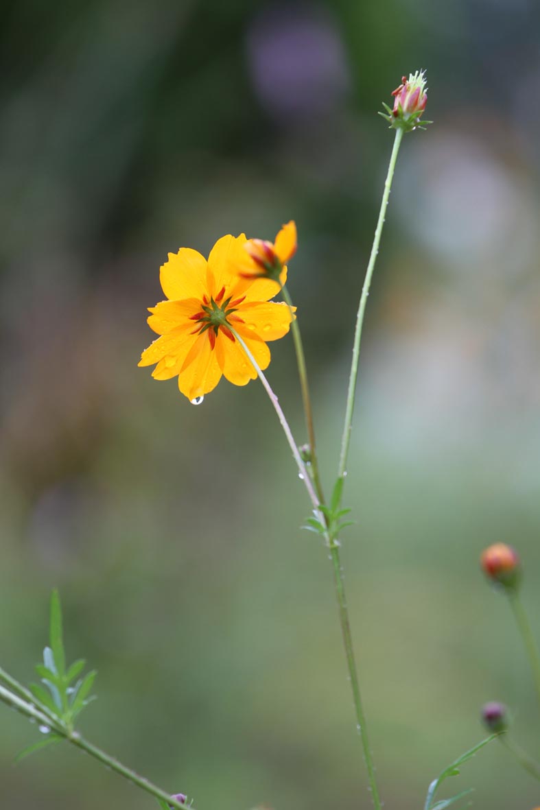 雨の日_a0050473_1928512.jpg