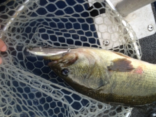 エマ100釣果情報_a0040876_2002220.jpg