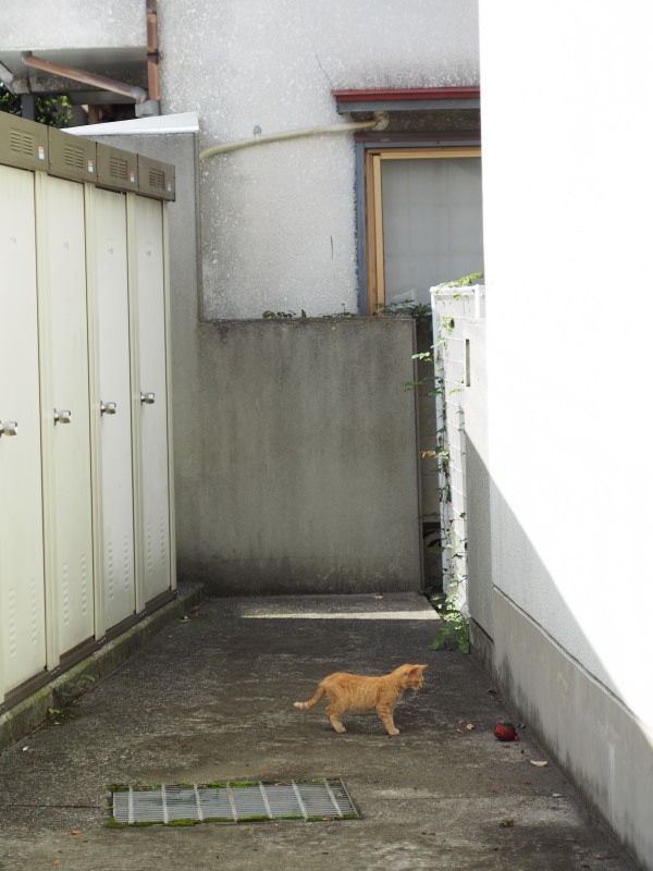 なんだこりゃあ_c0109780_2046156.jpg