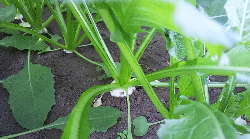 ハウスキュウリの片付けとハウスカブの間引き 耕して 播いて 食べる日々 Plow And Sow And Eat ハウスキュウリの片付けとハウスカブの間引き 耕して 播いて 食べる日々 Plow And Sow And Eat