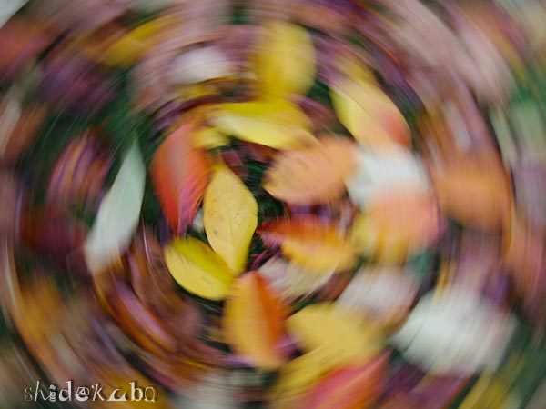 リス坊の魔法_b0234690_23533863.jpg