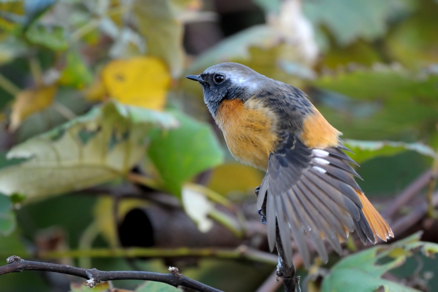 ジョウビタキ　続き　一芸編_e0261593_1801310.jpg