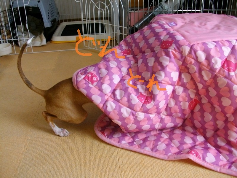 ＫＯＴＡＴＳＵ_a0284997_10114297.jpg