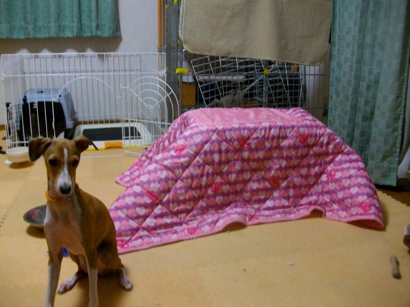 ＫＯＴＡＴＳＵ_a0284997_105107.jpg