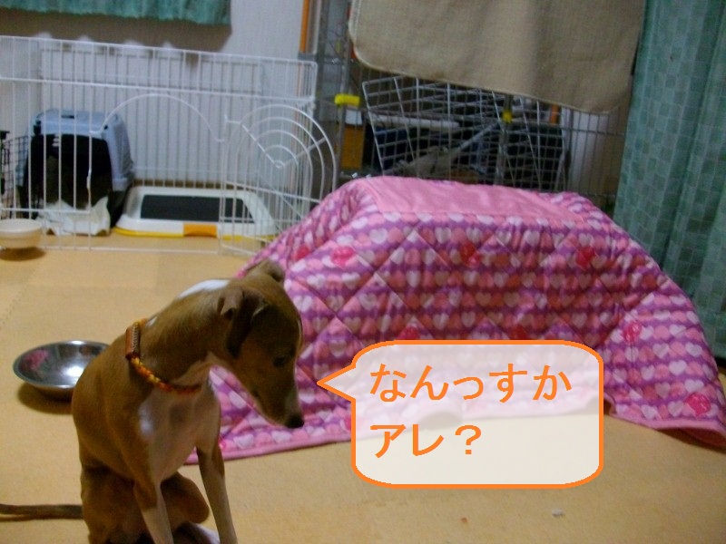 ＫＯＴＡＴＳＵ_a0284997_106999.jpg